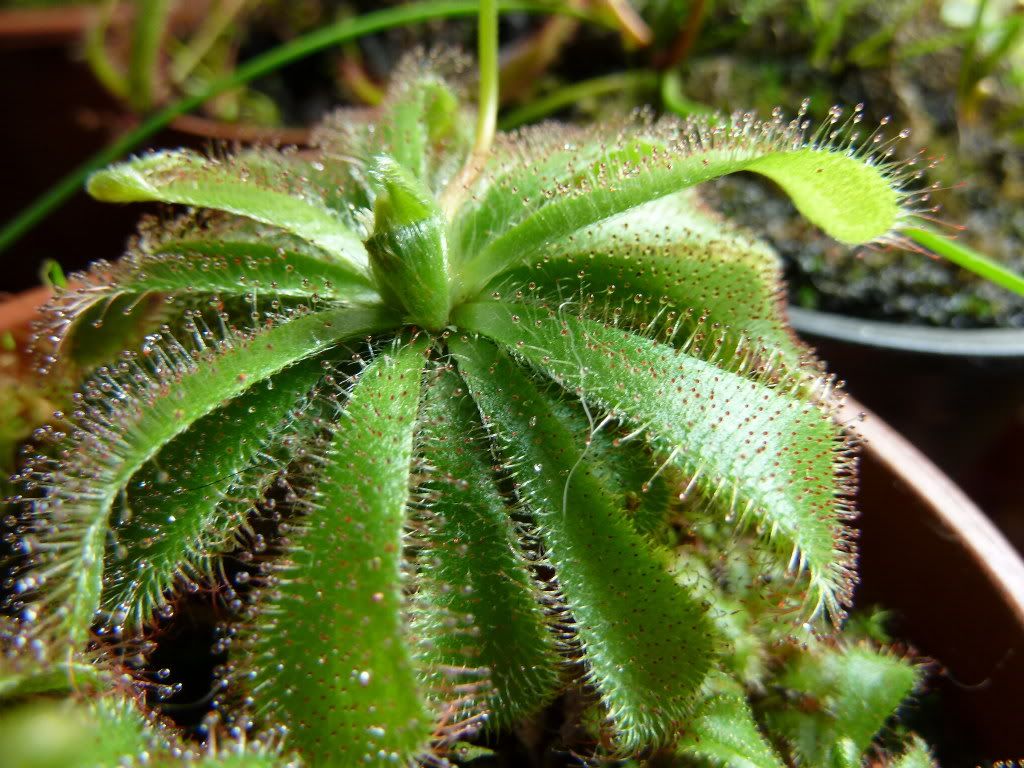 plants10032012003.jpg
