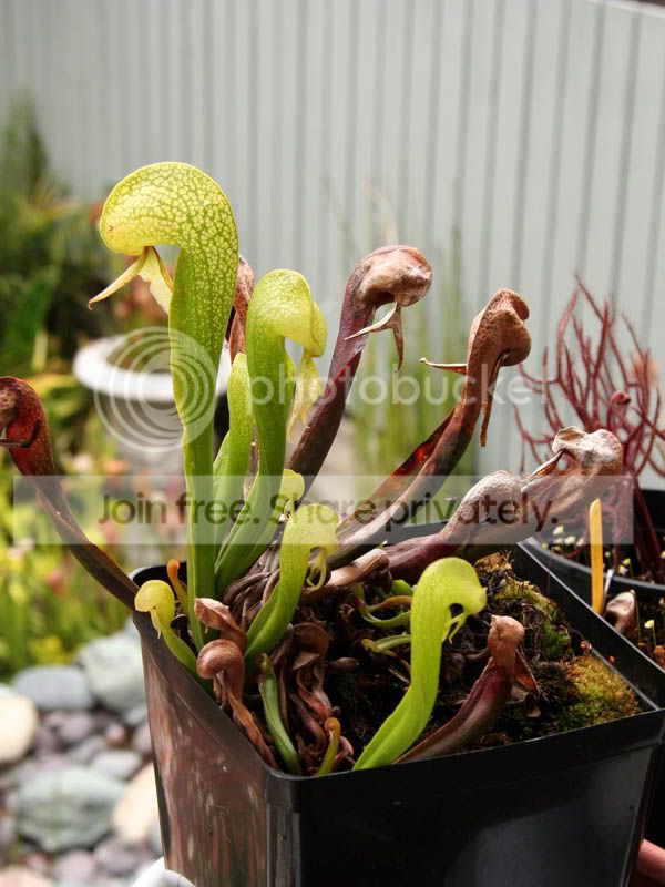 Darlingtonia1.jpg