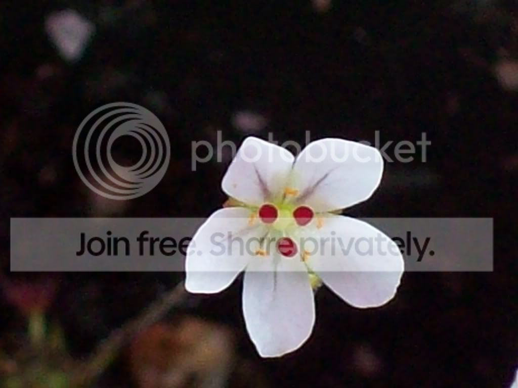 Picture028.jpg