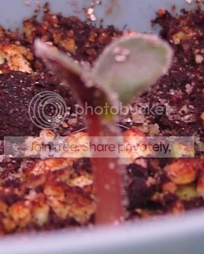 devilsclawseedling.jpg