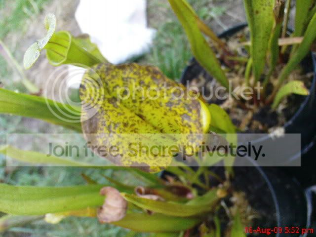 sarracenia044.jpg