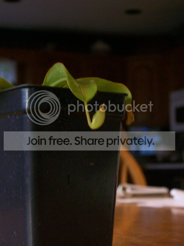 plants055.jpg