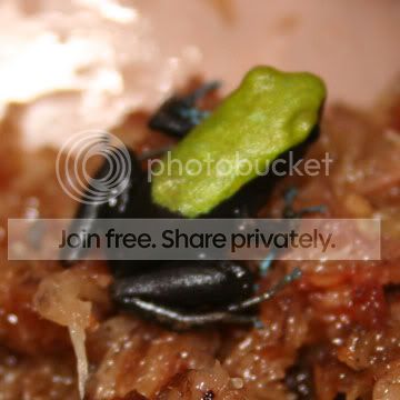 mantella3.jpg