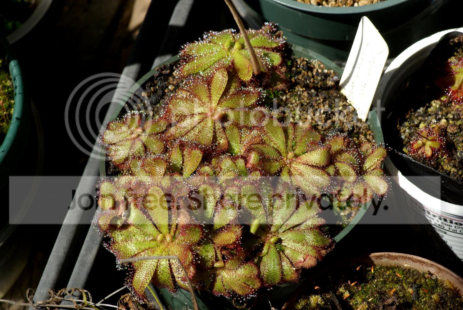 IMGP7719copy.jpg