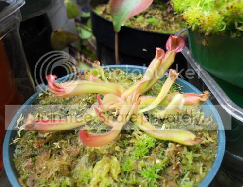 Hnutans_3-28-11.jpg