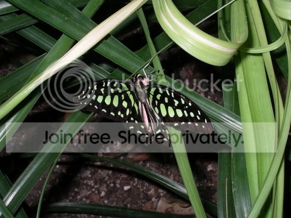 MGbutterfly6b2048x1536.jpg