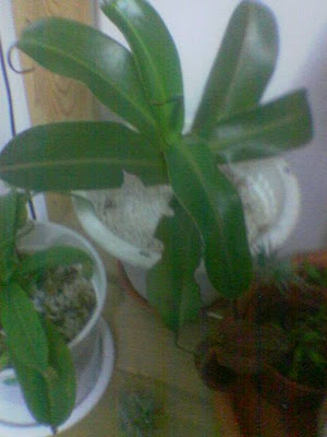 Image%28349%29.jpg