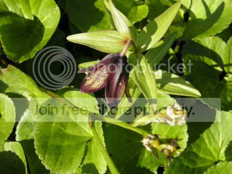 DSCN6270.jpg