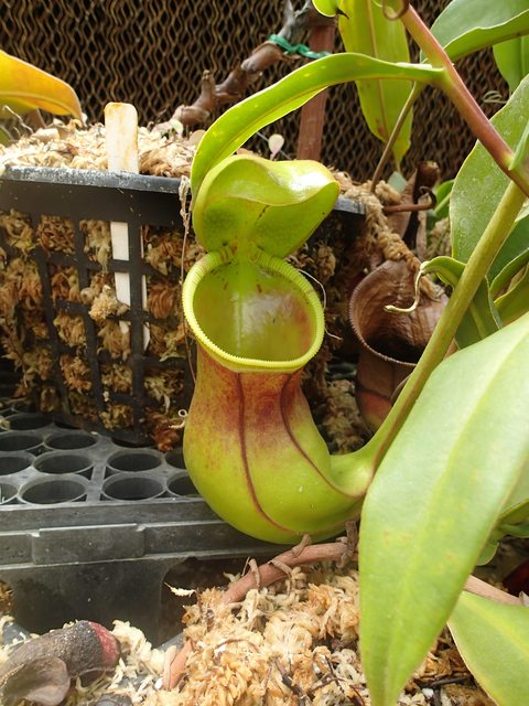 B0yqdkol.jpg