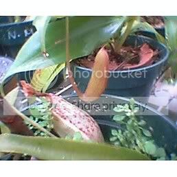 NEPENTHESTHORELIIXARISTOLOCHIOIDES2.jpg