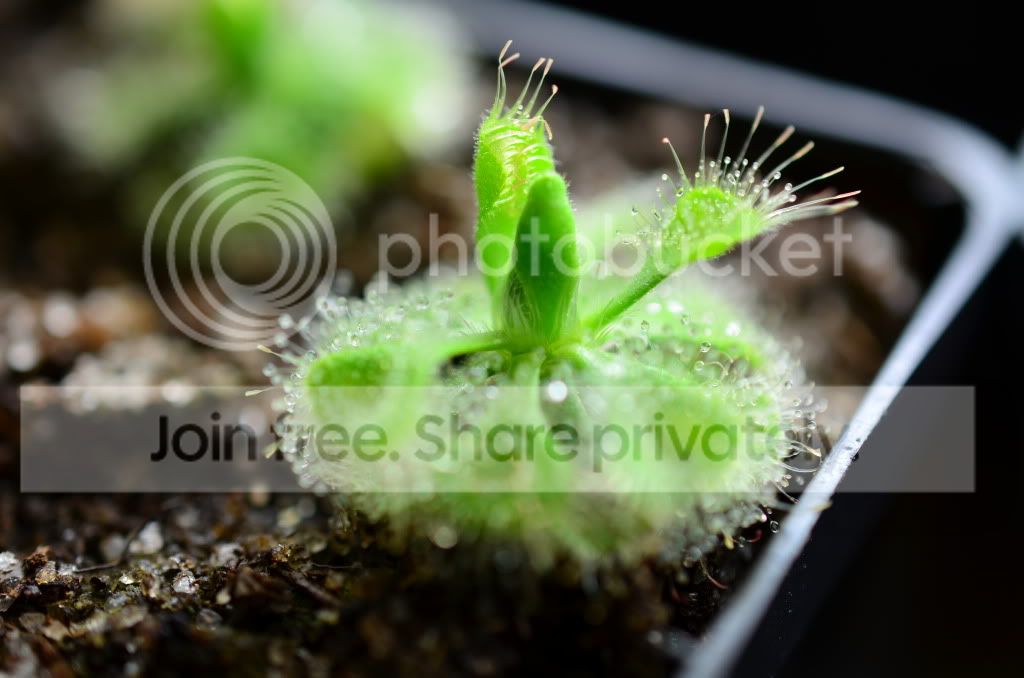 sundews001-1.jpg