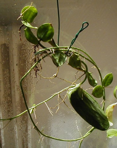 rafflesiana2.JPG