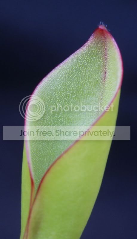 Hfoothills-pitchercloseup090710RS.jpg