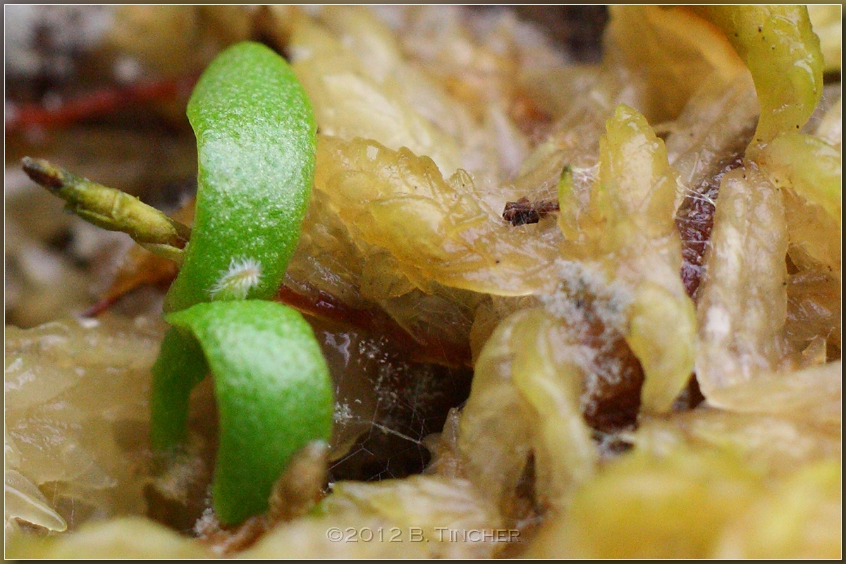 parva_x_sarracenioides_hf.jpg