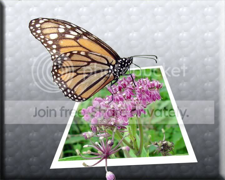 OOB-Butterfly.jpg