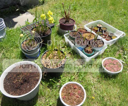 outdoor-plants_6-3-11.jpg