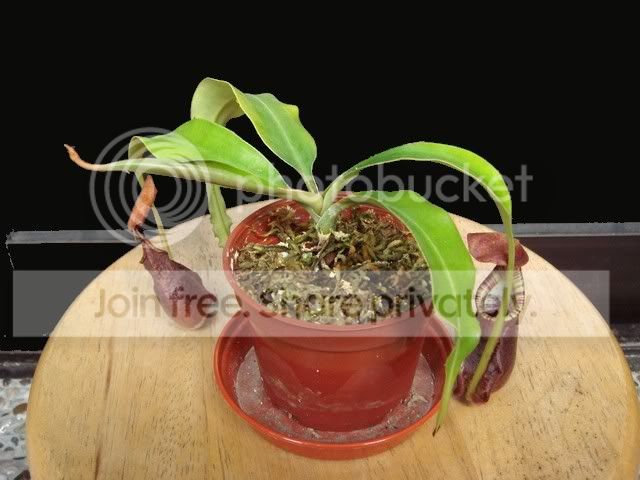 raff_plant.jpg