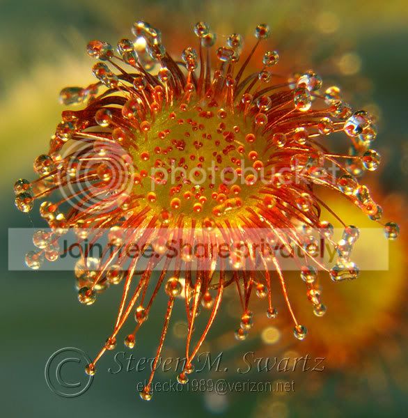 macro-CPs-030.jpg