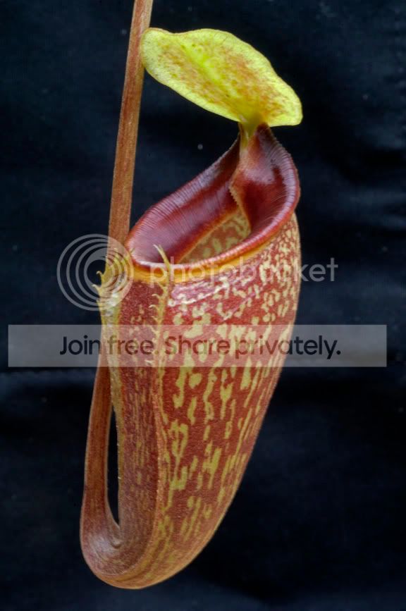 Talanguensis-1.jpg