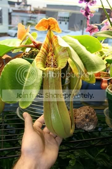 truncata-3.jpg