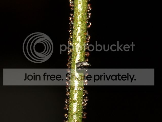 stylidium_semipartitum_prey_zps8c7f0622.jpg
