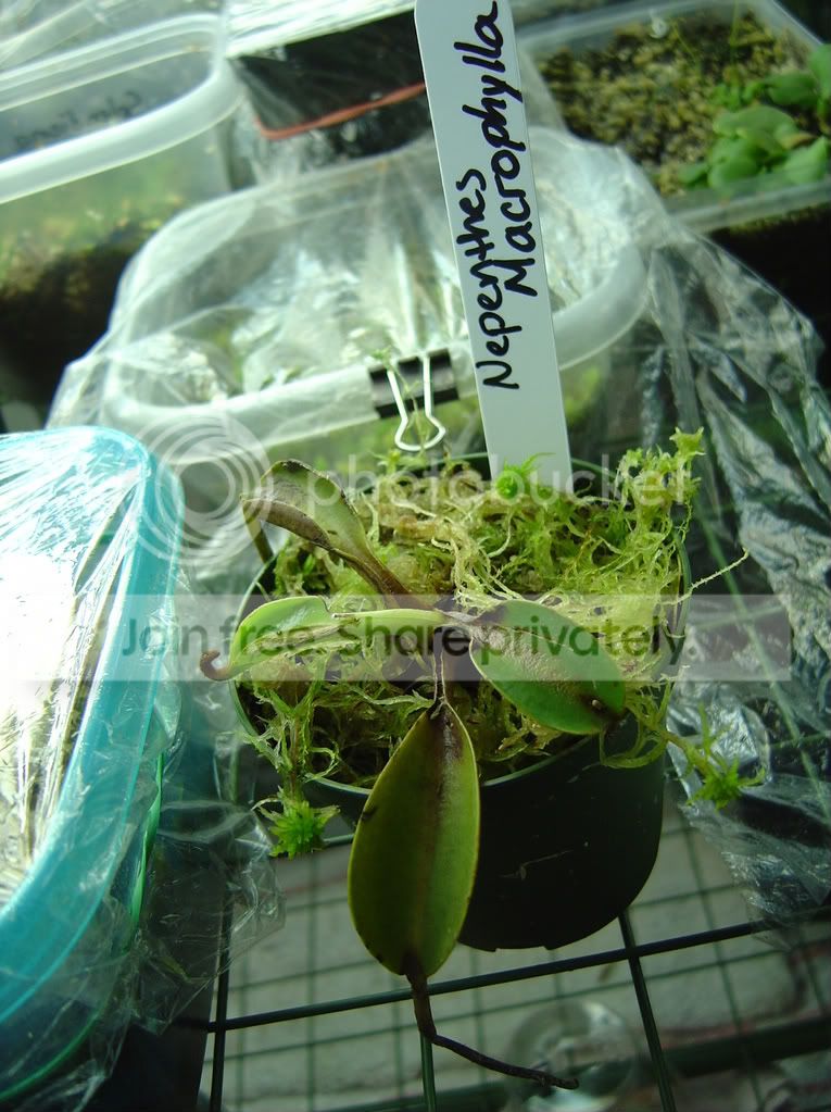 NeprackandMacrophylla002.jpg