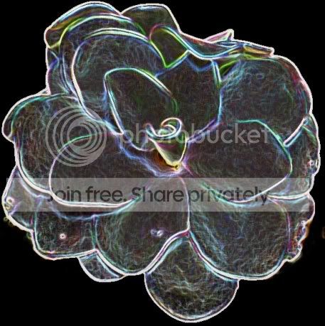 Pirouetteblackglowedges.jpg