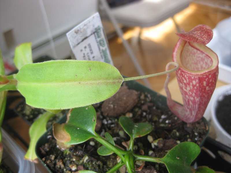 Nepenthes%20unknown%2002.jpg