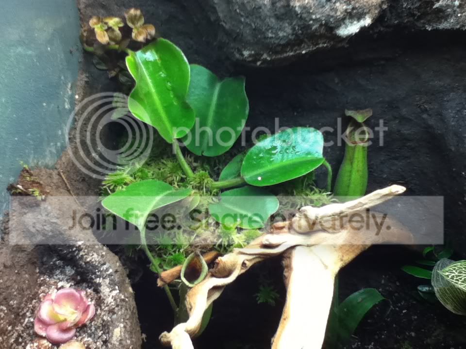 truncata_01_21_11.jpg