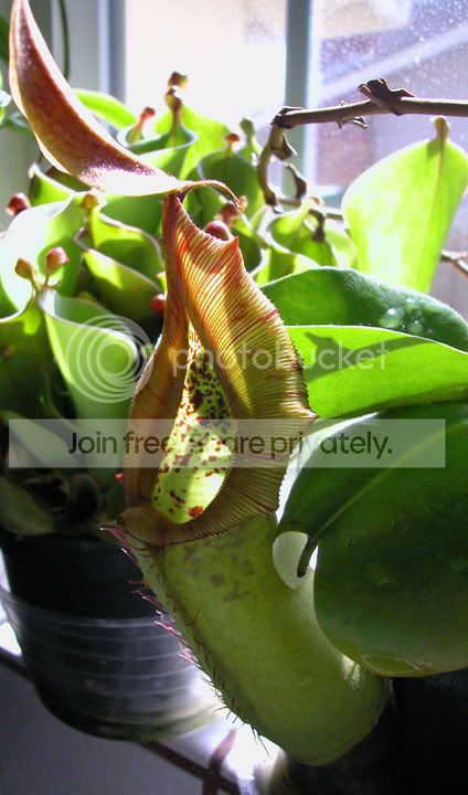 Ntruncata.jpg