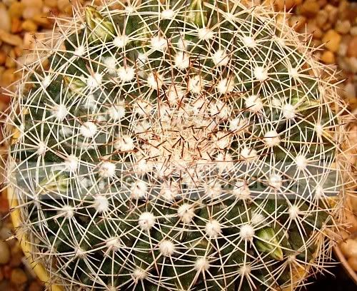 Cactiandsucculents3028.jpg