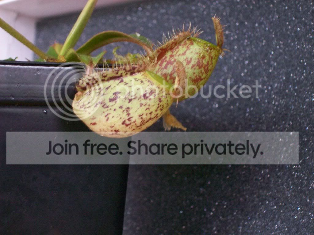 plants027.jpg