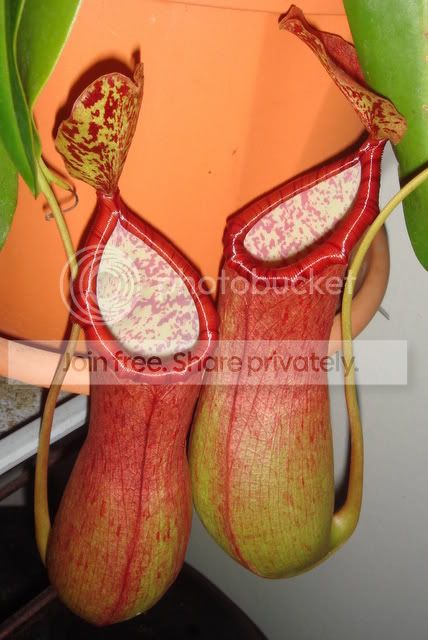 ventrata1.jpg
