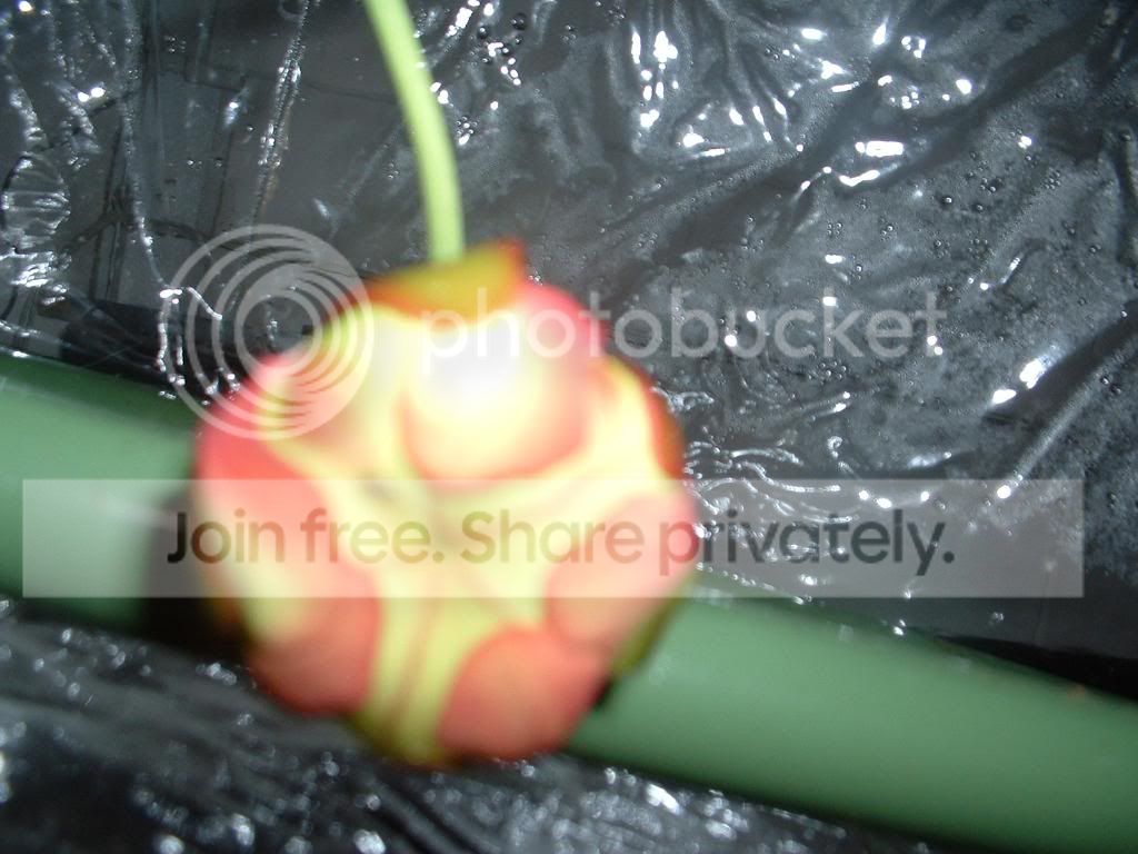 TellMePhotoshootAndMyGreenhouse037.jpg