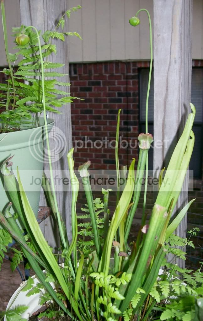 CarnivorousPlants003.jpg