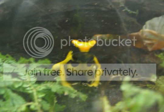 FrogYellow.jpg