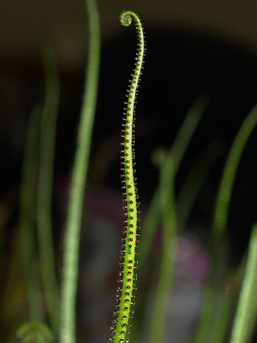 3299719386_2070bde620.jpg