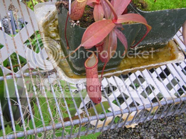 DSCN4352.jpg