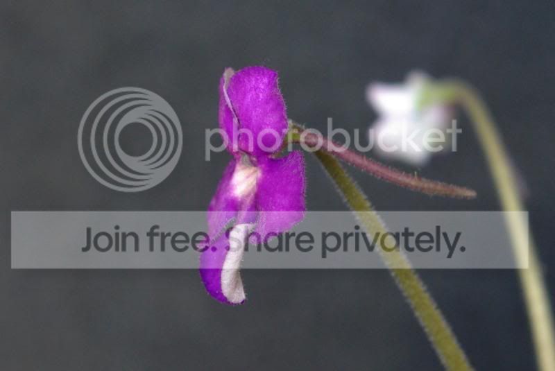 _IGP0451a.jpg