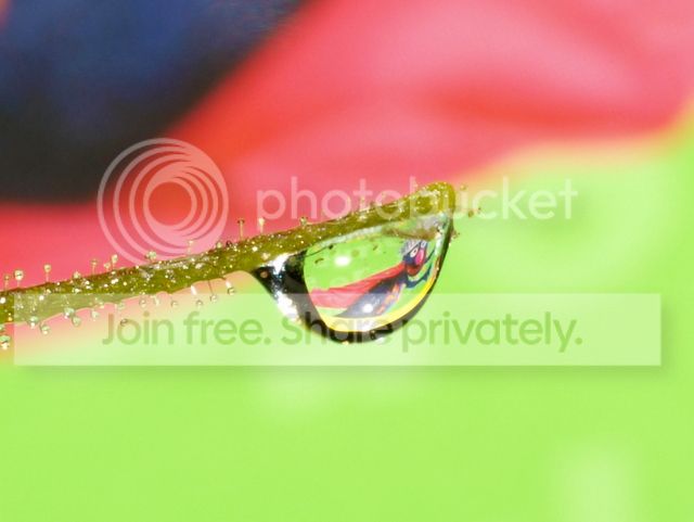 byblis_aquatica_dewdrops9_010912.jpg