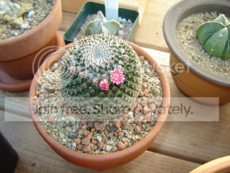 Greenhouse009.jpg