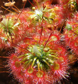 pygmy_sundew_lake_badgerup_false_vivipary.JPG