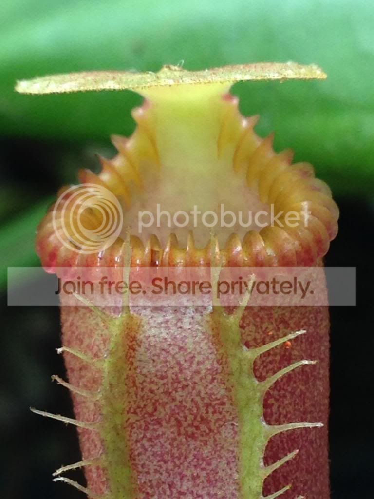 image_zps885b9fdd.jpg