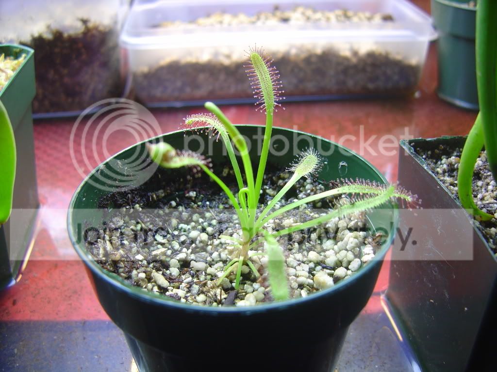 Capensis002.jpg