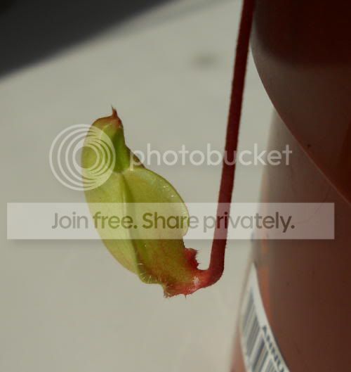 Nviking_4-10-11.jpg