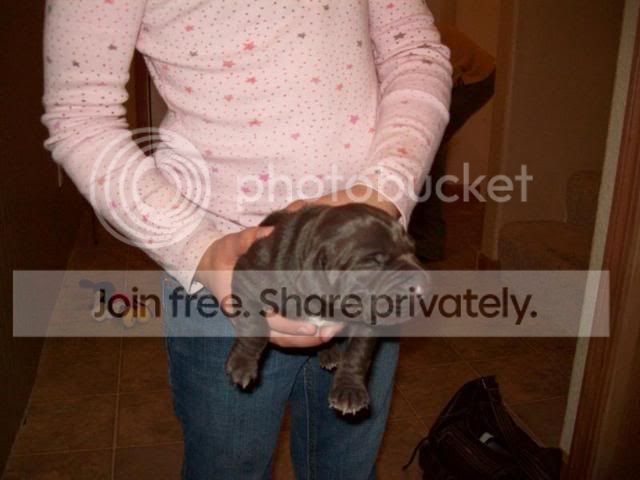 pup.jpg