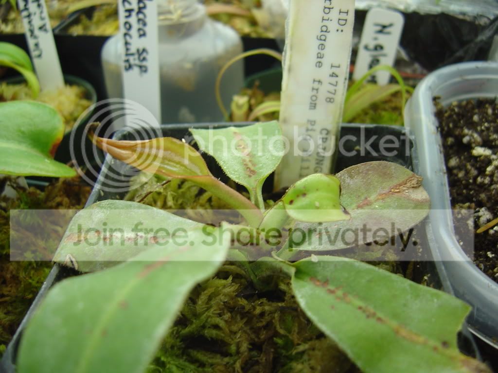 newplantsandupdate11-17-08006.jpg