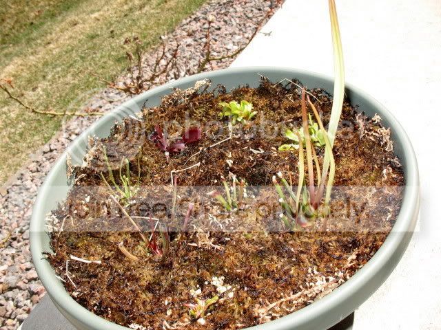 mini-bog4-18.jpg