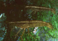 Atyopsis_moluccensisAQ.jpg