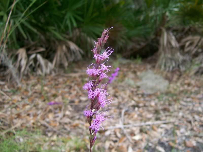 Flower.jpg